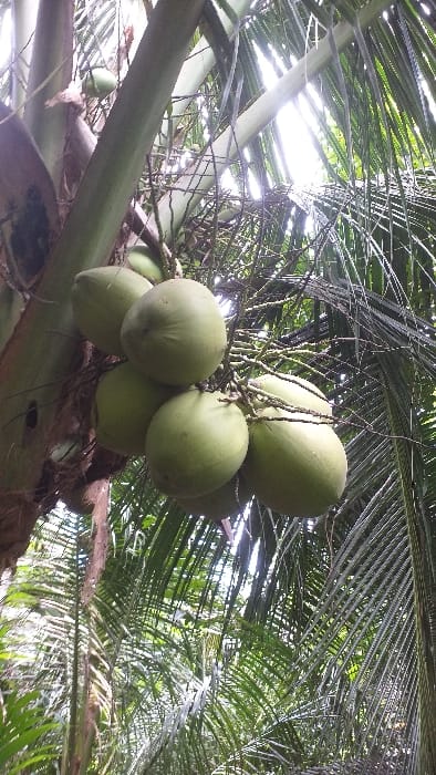 A low-angle vertical image displays a cluster of green, unripe coconuts hanging from a palm tree in Serdang, Indonesia. Approximately eight to ten coconuts are visible on their stems, attached to the main trunk, which exhibits a textured, brownish-grey surface. Dense green palm fronds, characterized by their elongated, pointed leaflets, surround the coconuts, partially obscuring the background. Bright, unfiltered sunlight is visible through gaps in the upper canopy, creating highlights. The environment is an outdoor, tropical setting. No individuals or specific actions are depicted.