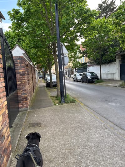 The image shows a view from a pedestrian perspective, possibly from a dog walker, on a street in Champigny-sur-Marne, France. The street is lined with brick buildings on one side, featuring a black metal fence at the roofline. A black dog with a harness is partially visible on the bottom right, near the edge of the sidewalk. The sidewalk is made of gray concrete. Across the street are parked cars, and the street is paved with asphalt. Trees overhang the street, obscuring the sky. A black metal lamppost is also visible on the left side of the image.