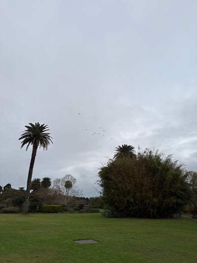 The image depicts an overcast day in a park-like setting in Potts Point, Australia. The scene is dominated by a large expanse of bright green grass on the right side of the frame, with a small, rectangular plaque embedded in it. In the background, a dense cluster of tall, thin trees, possibly bamboo, stands out against the pale, cloudy sky. Several palm trees are scattered throughout the park, with one large palm tree prominently featured in the lower center of the image, its fronds spread wide. A flock of small birds is visible in flight against the sky, adding a sense of movement to the otherwise still scene. The weather appears to be cool and damp, with the cloudy sky suggesting it might rain or has recently rained. The overall atmosphere is serene and natural, with a focus on the interplay of vegetation and open space. No people or explicit activities are visible.