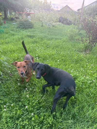 Two dogs are in a grassy yard in Lyady, Russia. One dog, a brown terrier mix, is in the foreground on the left, looking at the camera with its mouth open. The other dog, a black Labrador mix, is to the right of the terrier, facing away from the camera and sniffing the ground. The yard is overgrown with grass and clover, and there are trees and bushes in the background. The sky is overcast.