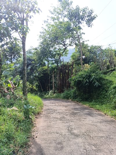 This image presents a narrow, worn road winding through a verdant, mountainous landscape in Meilangtlang, Myanmar (Burma). The road, appearing to be old asphalt or paved with gravel, shows significant surface wear, characterized by visible stones and cracks. It gently curves to the right, leading into a dense, green forest.

Lush vegetation flanks both sides of the road. Tall trees with abundant green foliage create a canopy overhead, with prominent tree trunks visible in the foreground on the left. The road's edges are bordered by thick grass, bushes, and dense undergrowth. On the right side, a substantial cluster of bamboo-like plants is visible, and further into the forest, numerous slender, vertical tree trunks stand closely together. A dark, circular object, possibly a tire or wheel, is faintly discernible leaning against these wooden posts.

In the background, under a bright, slightly hazy sky, distant hills or mountains are visible. Thin power lines or wires stretch across the upper right section of the image, indicating some degree of nearby infrastructure, yet the scene predominantly conveys a natural and secluded environment. No people or specific activities are visible. The image depicts a tranquil natural setting captured during clear daylight hours. There is no visible text within the image.