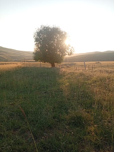 An outdoor, eye-level, vertical, wide shot captures a tree in a field at sunset, with the sun shining brightly through its branches. The field is covered in tall green and golden grass, with scattered small purple flowers. In the background, rolling hills are visible, and wooden fence posts punctuate the landscape. The sky is a clear, pale yellow and white, indicating the sun is low on the horizon. This scene appears to be in a rural area, likely the Көксаяқ ауылдық округі region of Kazakhstan, given its vast, open landscape and the presence of a fence, typical of agricultural or pastoral settings.