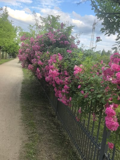The image depicts a dirt path running alongside a row of blooming pink roses that are climbing over a dark metal fence. The path is on the left side of the image, and the roses and fence are on the right. In the background, there are trees and a cloudy blue sky. A tall, lattice-like metal tower, possibly a power pylon, is visible in the upper right quadrant of the image, above the roses. The scene appears to be a park or a green area, suggesting a public space within a city. Given the specific mention of Hattersheim, Germany, this location could be a park, a walking trail along the Main river, or a residential area with well-maintained gardens. The time of day appears to be late afternoon or early evening, given the soft light. There are no people or animals visible in the frame.