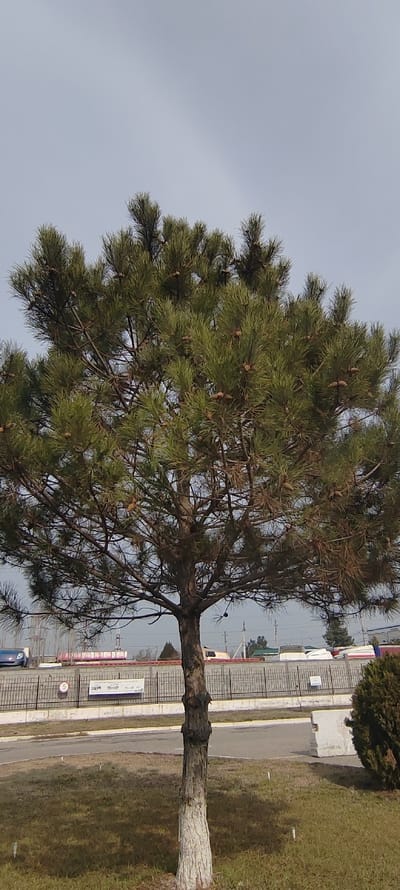 A medium shot of a tree with green needles and small cones on a partly cloudy day. The tree's lower trunk is light-colored. Behind the tree is a low, dark gray fence. Behind the fence are buildings and vehicles. The ground is a mix of grass and pavement. A small bush is visible to the right of the tree.