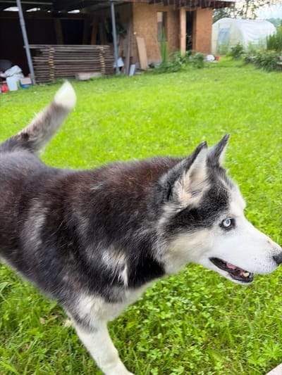 A Siberian Husky with piercing blue eyes and black and white fur is captured in a close-up shot outdoors, looking upwards with its mouth slightly open. The dog appears to be standing on green grass, with its body partially visible. In the background, a wooden structure, possibly a shed or lean-to, is visible on the left side of the frame. Beyond the structure, more greenery and some indistinct elements suggest a backyard or natural setting. The image is oriented vertically, with the dog occupying the majority of the frame. The overall impression is one of a playful or alert dog in a natural, outdoor environment. There is no visible text in the image.