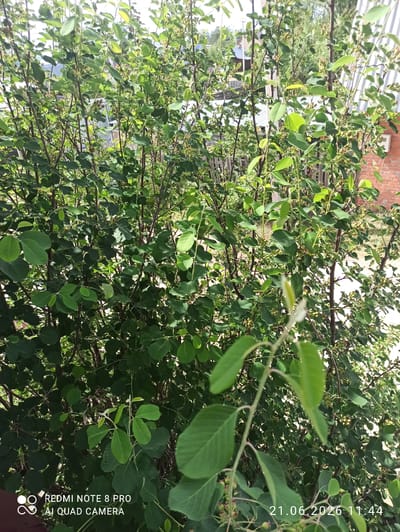 The image shows a dense shrub with numerous green leaves and small, developing berries. The branches are thin and brown. In the background, a light-colored fence and a brick building are partially visible, suggesting an outdoor setting. The image has been taken in the city of Sovetskiy, Russia, as indicated by the watermark in the lower left corner. A date and time stamp "21.06.2026 11:44" is also present in the lower right corner.