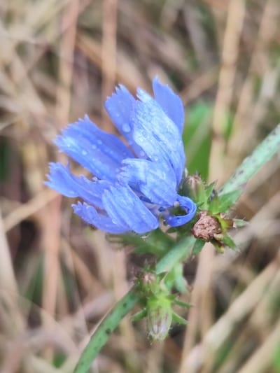A close-up, macro photograph captures a single, vibrantly blue chicory flower, identified as *Cichorium intybus*. The flower is the central subject, positioned slightly to the left of the frame. Its delicate petals are a vivid azure hue, each with a slightly jagged edge and dotted with tiny, glistening water droplets, suggesting recent rain or dew. The petals are unfurled, revealing the intricate structure of the bloom. Below the flower, a green stem is visible, dotted with small, dark speckles and adorned with spiky, green bracts. One small, underdeveloped bud, also green and spiky, is attached to the stem near the base of the flower. The background is softly blurred, composed of dry, straw-colored grasses and hints of green foliage, creating a natural, outdoor setting. The overall lighting is soft and diffused, likely indicating an overcast day or the gentle light of early morning or late afternoon. No people or man-made objects are present in the image. The scene is devoid of any specific landmarks that would place it within Beglaya, Russia.