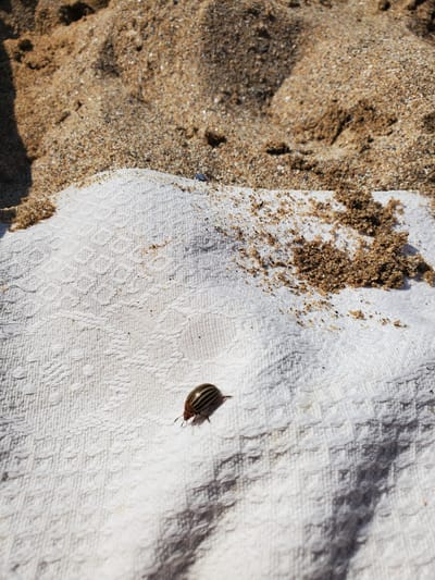 A close-up, overhead shot shows a small, striped beetle resting on a white, textured towel. The towel is placed on a sandy surface, likely a beach, with a shadow cast across it from the right. Sand particles are scattered on the towel, particularly in the upper right portion. The beetle, identified as a Colorado potato beetle, is oriented facing left, with its head and antennae visible. The background consists of piled sand. The scene appears to be outdoors in daylight, possibly in Chornomorske, Ukraine, given the context. No people are present in the image.