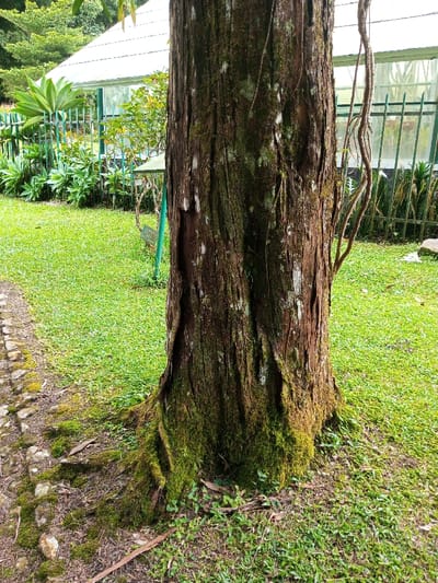 A mature tree trunk dominates the frame, its bark deeply textured and partially covered in green moss. The tree stands in lush green grass, bordering a stone pathway on the left. In the background, a greenhouse structure with green metal framing is visible. Vines climb the tree trunk, adding to the natural setting. The scene suggests a botanical garden or well-maintained park environment.