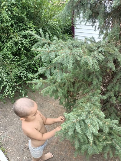 A young child, likely a boy given his short hair and bare chest, stands outdoors near some dense greenery and a large evergreen tree. He is wearing light-colored, patterned shorts. The child is looking down at the evergreen branches, with his hands reaching towards them. The scene appears to be set in a yard or garden, with a gravelly ground surface. In the background, a portion of a white building with horizontal siding and a dark trim can be seen, partially obscured by the tree. The overall impression is one of a child exploring nature on a mild day, possibly in a residential area. No text is visible in the image.