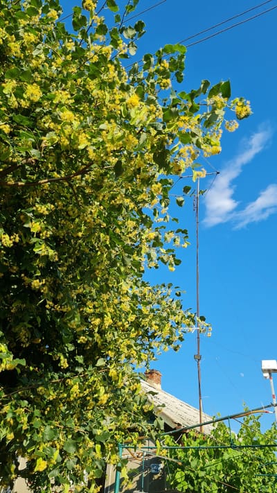 The image shows a close-up view of a linden tree in bloom, its branches laden with small, fragrant yellow flowers. The tree is positioned in front of a building with a textured wall and a red brick chimney. The scene is set against a vibrant blue sky with a few wispy white clouds. Overhead, electrical wires crisscross the sky, and a white device, possibly a light or camera, is attached to a pole. The foliage of the linden tree is lush and green, with heart-shaped leaves. The abundance of flowers suggests it is late spring or early summer. The overall impression is one of natural beauty and a tranquil outdoor setting, likely in a residential area given the building and electrical wires. There is no visible text in the image.