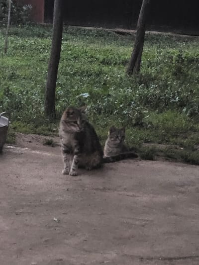 The image displays two domestic cats situated on a dirt path in Oumazza, Morocco, under ambient, low-light conditions. A larger, adult-sized tabby cat with brown and grey fur sits centrally in the foreground, oriented slightly to its right. Behind and to the right of the larger cat, a smaller tabby cat, likely a juvenile, is seated, facing towards the camera. The ground directly beneath the cats is a light brown, compacted dirt or gravel surface. Behind the cats and path is a densely vegetated area consisting of green grass and weeds, from which two dark tree trunks ascend vertically. A light-colored, metallic-appearing bucket is partially visible on the far left edge of the dirt path. No human subjects are present.