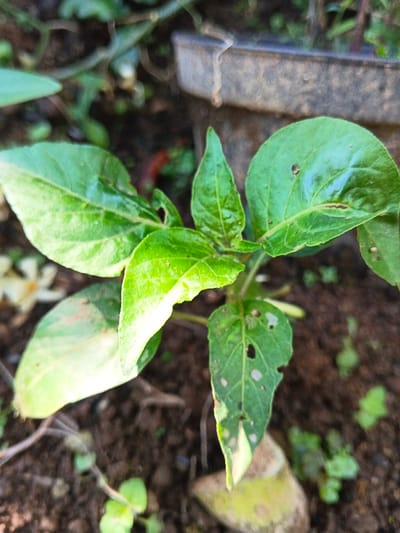 A small, vibrant green plant stands out against a background of soil and greenery. The plant features several leaves, some with small holes and slight discoloration along the edges. A dark, rectangular container is partially visible in the upper right corner. The ground is covered in loose soil and small weeds, adding to the natural setting. Overall, the image focuses on the details of the plant and its immediate surroundings.