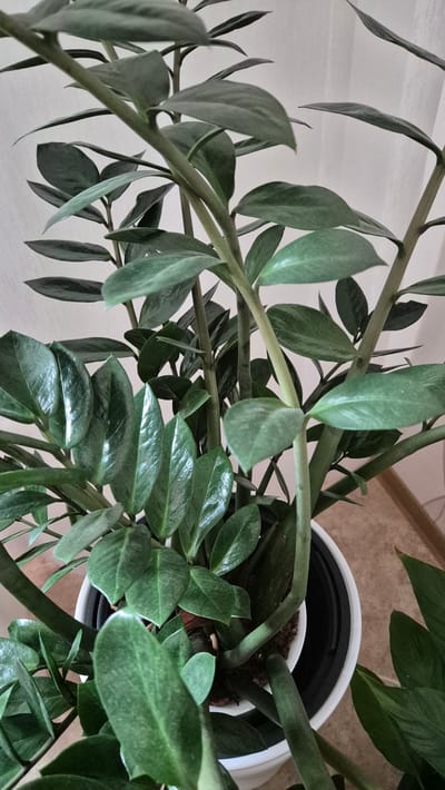 A close-up, eye-level shot captures a vibrant green ZZ plant (Zamioculcas zamiifolia) in a white ceramic pot. The plant's glossy, dark green leaves are arranged alternately on thick, fleshy stems, creating a lush, dense appearance. The leaves are elongated and ovate with smooth edges. The pot itself is visible at the bottom, partially obscured by the plant's foliage. The background is softly blurred, showing a textured light-colored surface, possibly a wall or curtain, and a glimpse of a light brown tiled floor. The lighting is soft and diffused, highlighting the sheen on the leaves. There are no people or animals present. The image does not contain any elements that can be used to determine the specific location within Miltenberg, Germany.