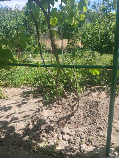 The image depicts a sunny day in an outdoor setting, likely a garden or vineyard, in Nova Odesa, Ukraine. The central focus is a grape vine with several thick, brown, woody stems branching out from its base. These stems are intertwined and support a horizontal green metal bar, from which the vine is suspended by white twine. Several large, green grape leaves are visible, some attached to the vine and others hanging loose.
The ground around the vine is covered in dry, dark soil with clumps and small rocks. Scattered throughout the soil are small green plants and fallen dry leaves. In the background, a dense growth of green foliage, likely other plants and trees, creates a lush, natural environment. A tall, thin green pole stands to the right of the frame, possibly part of a larger structure or support system. Sunlight casts dappled shadows across the ground, indicating a bright and clear day. The overall scene suggests a rural or semi-rural location within Nova Odesa, characterized by agricultural or horticultural activity. No people are visible in the image.
