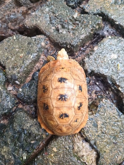 A small tortoise, identified by its light brown carapace patterned with dark markings on its scutes, rests atop a surface of wet, cracked stone in an outdoor environment. The stone surface is predominantly gray and composed of various-sized fragmented pieces, suggesting a potentially dilapidated or natural terrain setting. No people are visible in the image. The location is specified as Takdat, Thailand.