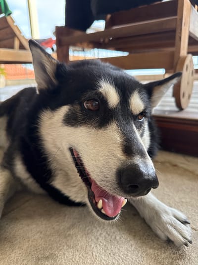 The image depicts a close-up of a black and white dog, possibly a husky mix, lying on what appears to be a beige indoor surface. The dog has its mouth open, showing its tongue and teeth. Its eyes are visible and appear to be brown. The background is partially blurred, showing what looks like a wooden structure. The location, Trebesin, Montenegro, cannot be confirmed from the image alone.