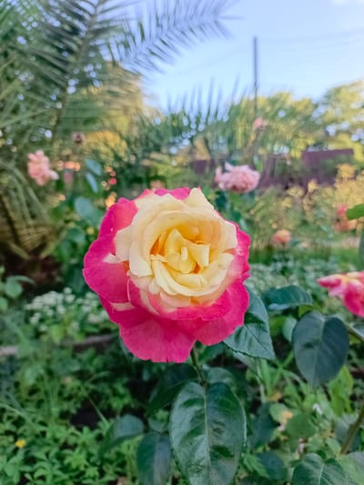 A close-up shot captures a bi-colored rose, predominantly pink at the outer edges and transitioning to a creamy yellow in the center. The rose is in focus, set against a softly blurred background of a garden. In the background, palm fronds are visible at the top, with hints of other roses and lush greenery. The lighting suggests it is daytime, possibly late afternoon due to the warm tones. The image appears to be taken in a botanical garden or a well-maintained garden, characteristic of the city of Sochi, Russia, known for its subtropical climate and abundant flora. No people or specific actions are depicted.