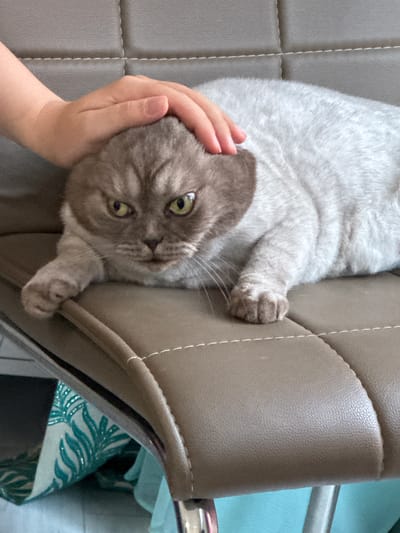In this close-up shot, a person's hand gently strokes the head of a fluffy, light gray cat. The cat, with its head tilted and large, green eyes looking directly at the camera, appears relaxed and content. Its fur has a subtle tabby pattern, and its ears are slightly folded. The cat is lying on a beige, textured surface, possibly a chair or a couch, which has diamond-shaped stitching. The hand, with its fingers and fingernails visible, is positioned to pet the cat's face and forehead. The background is a mix of the beige surface and a glimpse of a turquoise fabric with a white palm leaf pattern, hinting at an indoor setting. The lighting suggests it could be daytime, with soft illumination. The overall mood is one of affection and comfort between a human and their pet.