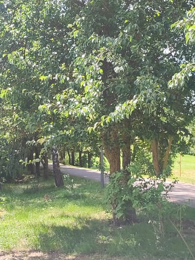 The image captures a sun-dappled pathway lined with mature trees in the Квасоўскі сельскі Савет, Belarus. The pathway, appearing to be made of asphalt, curves gently into the distance, bordered on one side by lush green grass and on the other by the dense foliage of the trees. The trees exhibit thick trunks and a canopy of vibrant green leaves, with sunlight filtering through, creating areas of light and shadow. The ground cover in the foreground is a mix of grass and some smaller bushes. The overall impression is one of a serene, natural setting within a park or rural area. There are no people or animals visible in the frame.