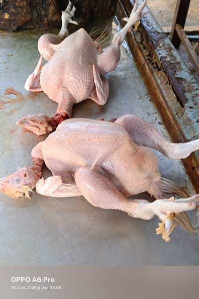 Two whole, undressed chickens are laid out on a wet, concrete surface. The chicken in the foreground is positioned on its back with its legs splayed outwards. Its head is detached, and lying near its body. The chicken in the background is on its side, with its legs also splayed. Its head is detached and positioned near its feet. A wooden plank with peeling paint is visible in the upper right corner of the image. A block of wood with what appears to be a chicken's foot protruding from it is in the upper left corner. The scene appears to be outdoors, possibly a market or butcher's area. The timestamp indicates "25 Juni 2026 pukul 08.05", suggesting the image was taken on June 25, 2026, at 8:05 AM. The location is identified as Sangso, Indonesia.