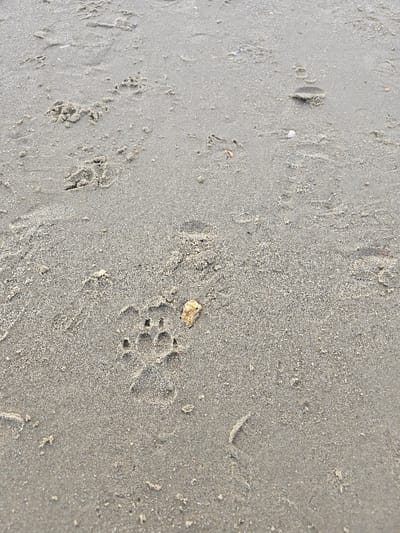 The image displays a close-up view of light grey-brown sand on a beach in Poole, United Kingdom. The sandy surface is marked by numerous impressions, including multiple animal paw prints; one distinct print, consistent with a canine or feline, is centrally located, showing clear toe and heel pad indentations. Additional, less defined paw prints are scattered across the frame. Human footprints, some partial and indistinct, are also visible, notably a partial impression in the upper right quadrant. An irregularly shaped, yellowish-brown object, approximately 2-3 cm in its longest dimension, rests above and slightly to the right of the central distinct paw print. Scattered small white fragments, consistent with shell debris, along with other granular detritus, are interspersed throughout the sand. The scene documents the passage of both human and animal subjects across the sandy terrain.