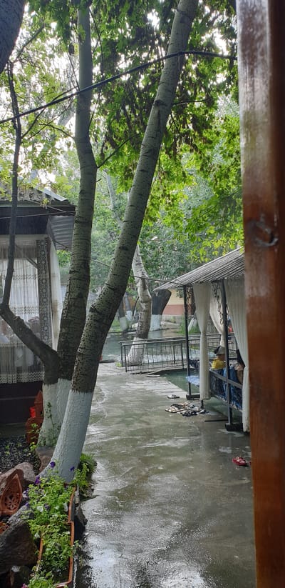 The media file depicts an outdoor scene, likely in a residential area, with a focus on trees and a paved walkway. The image is oriented vertically, with the top of the frame showing a wooden structure, possibly a ceiling or balcony railing. Dominating the left side of the image are the trunks and branches of several large trees, their bark light-colored and speckled with dark spots. Some of the lower portions of the tree trunks have been painted white. Lush green leaves form a canopy above, suggesting a warm season.
To the right of the trees, a wet, grey paved area is visible, indicative of recent rain or watering. Scattered on this wet surface are several pairs of sandals and flip-flops, suggesting people have recently been present or are currently nearby. Further back, a covered structure with a metal railing and white fabric can be seen, possibly a porch or awning. Beyond this, more buildings and trees are visible, hinting at a densely populated or developed area. The overall impression is one of a humid or post-rain environment, possibly in the late afternoon or early evening given the lighting. No people are clearly visible in the image, and no text is discernible. The setting appears to be a yard or courtyard area.