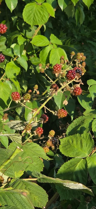 This image shows a close-up view of a blackberry bush with several ripe and unripe berries, as well as green leaves and thorny stems. The lighting suggests it is daytime, with sunlight casting shadows. The scene is natural and appears to be outdoors. There are no people or man-made structures visible in the image. The specific location in Dillenburg, Germany, cannot be determined from the visual information provided.