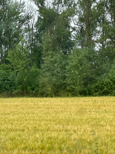 The image depicts a rural landscape with a field of golden wheat in the foreground and a dense forest in the background. The wheat field appears to be ripe and ready for harvest, with stalks swaying gently in the breeze. The forest is composed of a variety of trees, with lush green foliage, creating a thick wall of vegetation. The sky is overcast, suggesting a cloudy or possibly rainy day. There are no people, animals, or structures visible in the image, making it a purely natural scene. The location is identified as Kovylka, Russia, though the specific details of the city are not discernible from the image itself.
