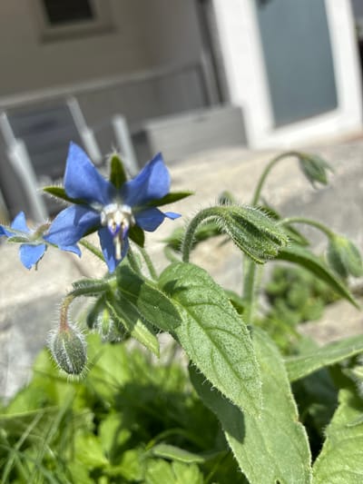 This is a close-up, eye-level, outdoor, natural light photograph of a borage plant in bloom. The main subject is a star-shaped blue flower with a prominent white and purple stamen. The flower is surrounded by green, hairy leaves and developing flower buds. The background is blurred, but appears to be a grey, textured surface, possibly a concrete patio or path, with some green foliage in the foreground. The overall impression is one of a sunny day in a garden setting. No people are present in the image. The location is identified as Bad Hersfeld, Germany.