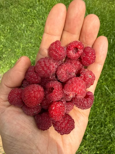 A close-up, overhead shot shows a person's palm and fingers filled with fresh, ripe raspberries. The raspberries are a deep red color and are clustered together. The background is out of focus, showing green grass, suggesting an outdoor setting. The image does not contain information about the location in Petrishchevo, Russia.