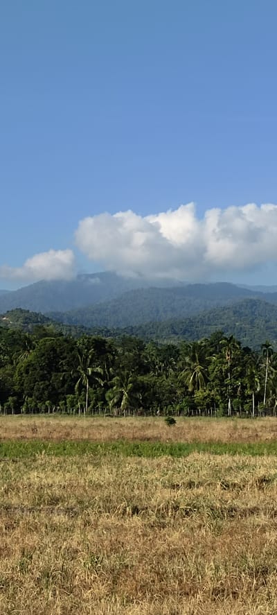 A vertical, eye-level, full shot captures a panoramic view of a tropical landscape. The sky, a vibrant cerulean, dominates the upper portion of the frame. A line of fluffy, white clouds stretches across the horizon, partially obscuring a range of hazy, green mountains that recede into the distance. Below the mountains, a dense forest of dark green foliage, interspersed with the distinctive fronds of palm trees, creates a thick band across the midground. A thin, light-colored fence with thin, white posts runs horizontally through the middle of this forested area. In the foreground, a field of dry, golden grass extends to the bottom of the frame, with a hint of green vegetation visible in a narrow strip behind it. The overall impression is one of lush, natural beauty under a clear, bright sky.
