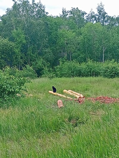 A black cat sits on a fallen log in a grassy field. The field is surrounded by a dense forest. The sky is overcast. The image appears to have been taken in Karluk, Russia.