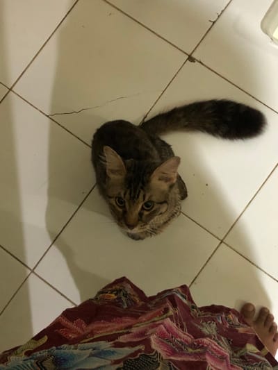 The image depicts an indoor scene in Tlogo, Indonesia, observed from a high-angle perspective. A brown-grey tabby cat, possibly with Maine Coon characteristics due to its ear tufts and bushy tail, sits on a tiled floor and gazes upwards. Its pupils are moderately dilated, and its tail extends towards the right of the frame. The floor consists of light-colored square tiles with dark grout lines, and several visible cracks traverse the tile surfaces. At the bottom of the frame, the lower body of a person is visible, wearing a patterned sarong or skirt featuring maroon, blue, and white colors with intricate designs. The person's bare feet, specifically the toes, are visible on the right side of the frame. Shadows on the floor suggest an overhead light source. The cat's posture and upward gaze indicate an interaction with the person.