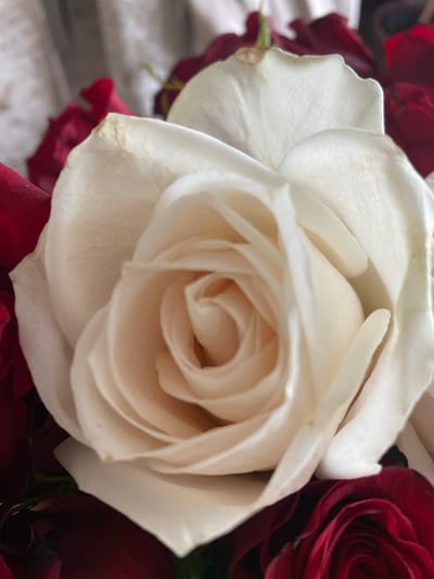A close-up, top-down shot focuses on a single, cream-colored rose in the foreground, its petals unfurling in a spiral. The rose is surrounded by deep red roses, visible at the edges of the frame. The background is softly blurred, with hints of a textured, possibly fabric surface and some green foliage. The lighting is soft and diffused, highlighting the delicate texture of the petals. There are no people, actions, or interactions visible in the image. The image does not provide any information about a specific location in Les Cèdres, Canada.