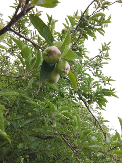 An upward-angle shot of an apple tree laden with small, unripe green apples. The branches and leaves are vibrant green, with some branches bare and dark. The sky is overcast and white. The photograph was taken in Kara-Alma, Kyrgyzstan.