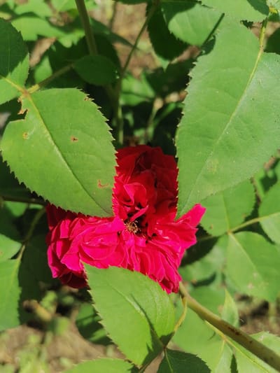 A close-up shot focuses on a vibrant pink rose partially obscured by lush green leaves. The rose, with its tightly packed petals, appears to be a deep fuchsia or magenta hue. Hints of the stamen are visible in the center of the bloom. The leaves surrounding the rose are detailed, showing serrated edges and a slightly textured surface, with some minor imperfections and blemishes visible. Sunlight filters through the foliage, casting subtle shadows and highlighting the textures of both the rose and the leaves. The background is softly blurred, suggesting an outdoor garden setting. The overall impression is one of natural beauty and delicate detail. The image appears to be taken during daylight, likely a sunny day, given the bright illumination and distinct shadows. The location context provided is Lobkovo, Russia, which places this scene within a specific geographical setting, though no explicit visual cues in the image directly confirm this location. No text is visible in the image.