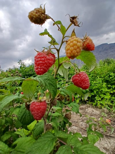 This is a close-up, low-angle shot of ripe raspberries on a bush in Кош-Дөбө, Kyrgyzstan. The raspberries are a mix of vibrant red and pale yellow, with their characteristic drupelets clearly visible. They are clustered on thorny branches surrounded by lush green leaves. The background is a blur of more greenery and a hint of a rocky, mountainous landscape under a cloudy, overcast sky. The lighting suggests it might be a cloudy day, possibly late afternoon or early morning. There are no people or text visible in the image. The focus is on the natural beauty of the ripening fruit and the surrounding foliage.