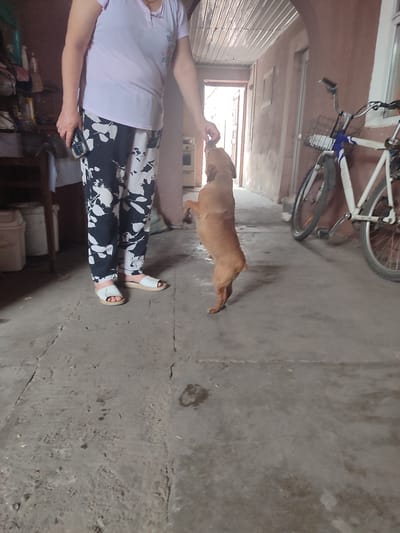 A person is holding a treat for a tan dog standing on its hind legs in an outdoor, open-air covered area. The person is wearing a light purple t-shirt and black and white patterned pants. The dog is facing the person, with its front paws extended upwards, attempting to reach the treat. To the right of the scene, a white bicycle with blue accents is parked. The ground is made of concrete. The environment appears to be utilitarian, with exposed beams on the ceiling and rough walls. The scene is likely in a residential or service area in Chuy, Kyrgyzstan, possibly a courtyard or alleyway given the informal setup and the presence of a bicycle.
