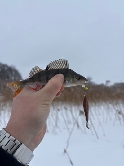 The image, taken in Азярэцкі сельскі Савет, Belarus, presents a human hand holding a European perch (Perca fluviatilis) in a close-up perspective. The perch, estimated to be 15-20 cm long, displays dark vertical stripes on its body and distinct reddish-orange coloration on its caudal, pelvic, and anal fins. A brown, teardrop-shaped metal spoon lure, featuring a yellow bead and a single hook, is embedded in the fish's mouth. A thin fishing line extends from the lure downwards, out of frame. The hand, exhibiting pale skin and visible knuckles, wears a silver-toned metallic wristwatch with a link bracelet on the wrist, with the brand name 'SKMEI' partially legible. The background reveals an overcast winter day with snow-covered ground and sparse, dry, light-brown vegetation, possibly reeds or tall grass. A faint outline of leafless trees is visible in the distant left.