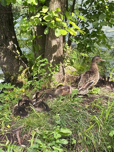 A female mallard duck and a group of ducklings are nestled in the grass on the bank of a body of water, possibly a river or pond, in a natural setting. The ducklings are clustered together for warmth and safety, while the mother duck stands alert, observing her surroundings. Trees with lush green foliage provide shade and a natural backdrop. The scene captures a moment of tranquility and family life in nature. The specific location is not identifiable from the image alone, beyond it being a natural environment with water and vegetation.