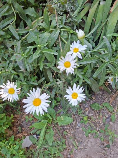 The image depicts a close-up view of several white daisies with yellow centers, growing amongst green foliage. The daisies are in various stages of bloom, with one unopened bud visible. The plants are situated on the ground, which appears to be a mix of soil and small pebbles. The background consists of more greenery, including long, grass-like leaves. This scene is located in Sangchashma, Tajikistan.