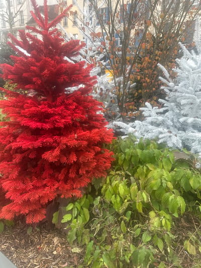 The image displays an outdoor urban decorative installation in Saint-Germain-en-Laye, France. The foreground is dominated by a large, conical artificial Christmas tree, uniformly colored bright red, positioned on the left. Adjacent to it on the right are several smaller, conical artificial Christmas trees, uniformly colored white. Between and behind these artificial trees, a deciduous tree with slender, dark branches and sparse, small, ovate leaves exhibiting an orange-brown autumn coloration is visible. The ground directly beneath the red tree is covered with dark brown mulch. To the right of the red tree and extending into the lower right quadrant, an area of green leafy ground cover is present, with some leaves showing signs of browning. In the background, sections of light-colored multi-story building facades are visible, featuring multiple rectangular windows, some equipped with blue-slatted shutters. No individuals are present in the frame.