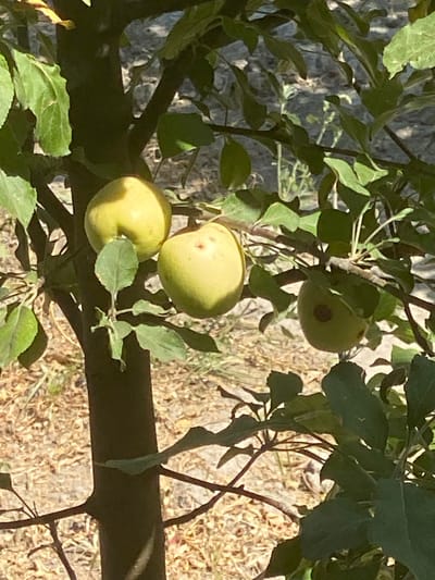 In Arbagish, Uzbekistan, an apple tree bears several unripe apples. One apple, located on the right side of the image, exhibits a dark brown spot, potentially indicating disease or damage. The apples are surrounded by green leaves and branches, with a blurry, sun-drenched ground visible in the background. The scene is an outdoor, natural environment.