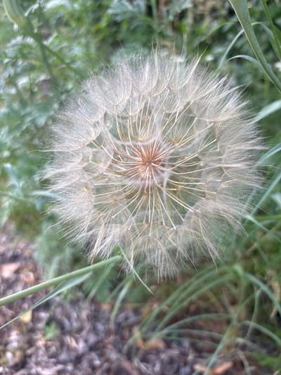 A close-up, top-down shot captures a mature dandelion seed head, its delicate white filaments radiating outwards from a central core. The background is a blur of green foliage and dark, textured ground, suggesting an outdoor setting in Pereiaslavske, Ukraine. No people or specific actions are depicted; the focus is solely on the natural detail of the plant against its blurred, natural surroundings.