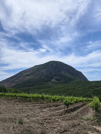 The image depicts a vineyard in the foreground, with rows of young grapevines supported by wooden stakes and wire trellises. The soil in the vineyard appears dry and rough, with some sparse vegetation. In the mid-ground, a dense forest covers the rolling hills. Dominating the background is a large, conical mountain with a rocky, barren peak and forested slopes. The sky above is a vibrant blue, with scattered white and grey clouds. The scene is one of natural landscape, likely in a rural area, with agriculture and wilderness coexisting. The location is specified as Lavrovoe, Ukraine.