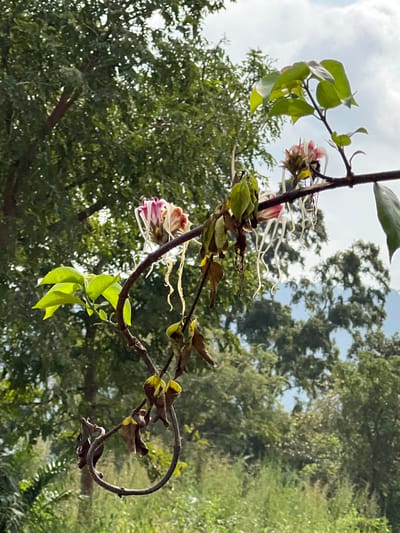 A plant branch is depicted against an outdoor natural backdrop in Logba Adzakoe, Ghana. The central subject is a dark brown, woody branch, approximately 3 cm in diameter, curving from the lower left to the upper right. Attached to this branch are three distinct clusters of flowers. Each flower cluster displays a reddish-pink base from which numerous long, thin, wavy, pale yellow-white filaments, estimated to be 5-7 cm in length, extend radially.
Interspersed along the branch are various leaves: some are vibrant green and ovate, appearing healthy, while others are shriveled, brown, and desiccated. Several small, green, elongated structures, consistent with seed pods, are also visible hanging from the branch.
The background consists of a dense, out-of-focus canopy of lush green trees, suggesting a heavily vegetated environment. Above the tree line, a light blue sky with scattered white cumulus clouds is present. Faint outlines of distant, tree-covered hills are discernible on the horizon. The scene is illuminated by natural daylight. No individuals, animals, or man-made structures are present within the frame.