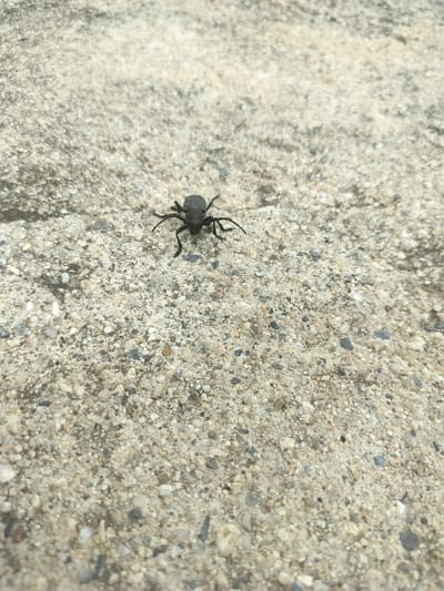 A black beetle is walking on a concrete surface. The concrete is rough and has small pebbles embedded in it. The beetle is in the center of the frame, facing left. Its legs are spread out, and it appears to be moving. The background is out of focus, but it appears to be more of the same concrete surface. There are no people or other animals visible in the image. The image was taken outdoors, likely on a sunny day, given the lighting. The location is Gorno Sahrane, Bulgaria.