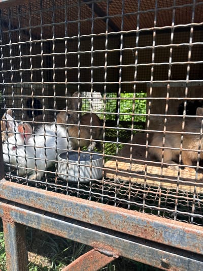 The image shows an outdoor rabbit hutch, likely located in Yenokavan, Armenia, given the provided context. The hutch is constructed with rusty metal bars and wire mesh, allowing a view of the interior. Inside, at least three rabbits are visible. One rabbit, predominantly white with pink ears, is in the foreground, facing left. Behind it, another rabbit, a light brown color, is partially obscured. Further back and to the right, a third rabbit, also brown, is more visible, facing away from the camera. A metal food or water dish is placed on the wooden floor of the hutch. The background suggests an outdoor environment with greenery. The overall impression is of a utilitarian, rustic animal enclosure.