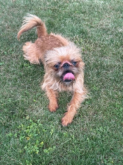 In this image, a small, light brown dog with shaggy fur is lying on a patch of green grass. The dog is looking directly up at the camera with its mouth open and its pink tongue sticking out, as if panting or playing. Its eyes are a dark color, and its ears are floppy and covered in fur. The dog's tail is visible on the left side of the frame, curled upwards and also covered in shaggy fur. The grass appears to be a typical lawn, with some scattered clover and other small green plants. The lighting suggests it is daytime, possibly outdoors in a park or backyard. The overall scene conveys a playful and happy mood, as the dog seems to be enjoying itself. There is no visible text in the image. The location context is Kaltan, Russia.